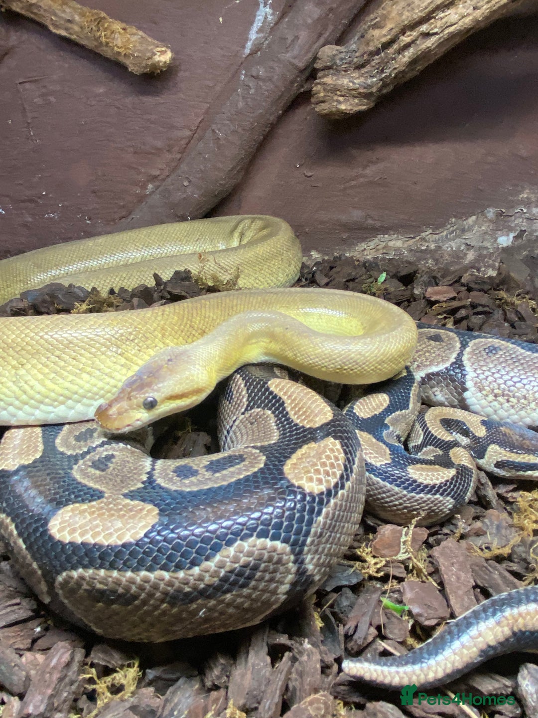 Python Snake reptiles for sale: Ball Pythons  - Advert 5