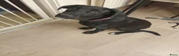 Mixed Breed dogs for sale: Belgium and german shepard mix breed puppy  - Advert 2