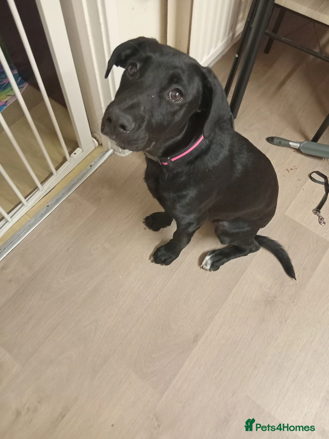 Mixed Breed dogs for sale: Belgium and german shepard mix breed puppy  - Advert 2
