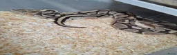 Mixed Breed reptiles for sale: Ball pythons, tarantula, African land snails - Advert 7