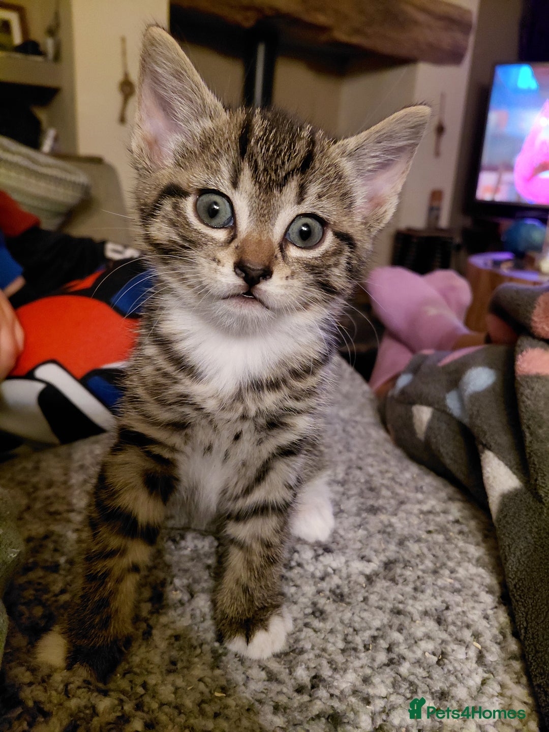 Maine Coon cats for sale: Half Maine Coon - Advert 7