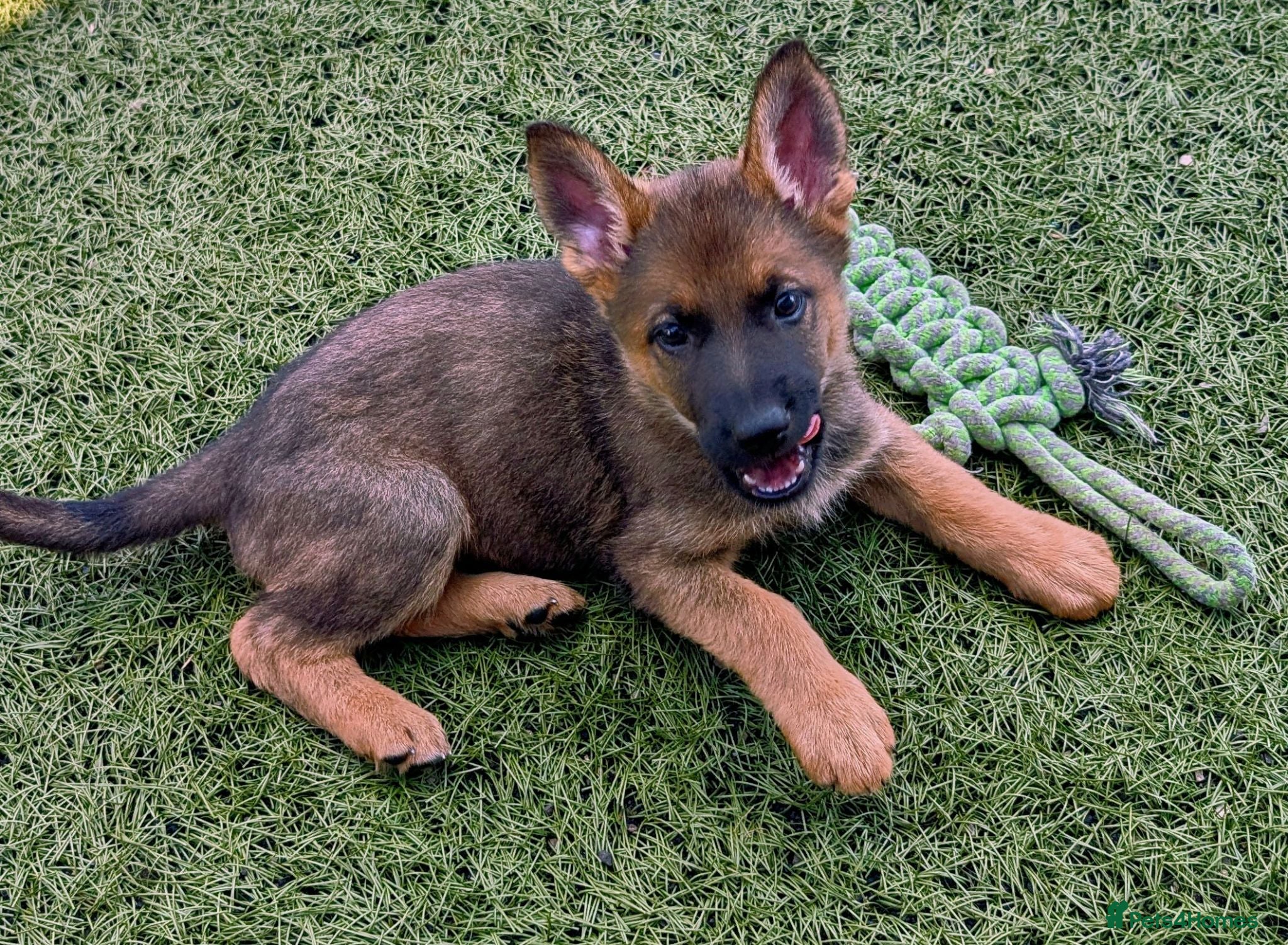 German Shepherd dogs K.C. reg GSD pups - Advert 1