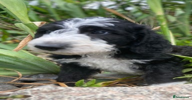 Mixed Breed dogs - Advert 6
