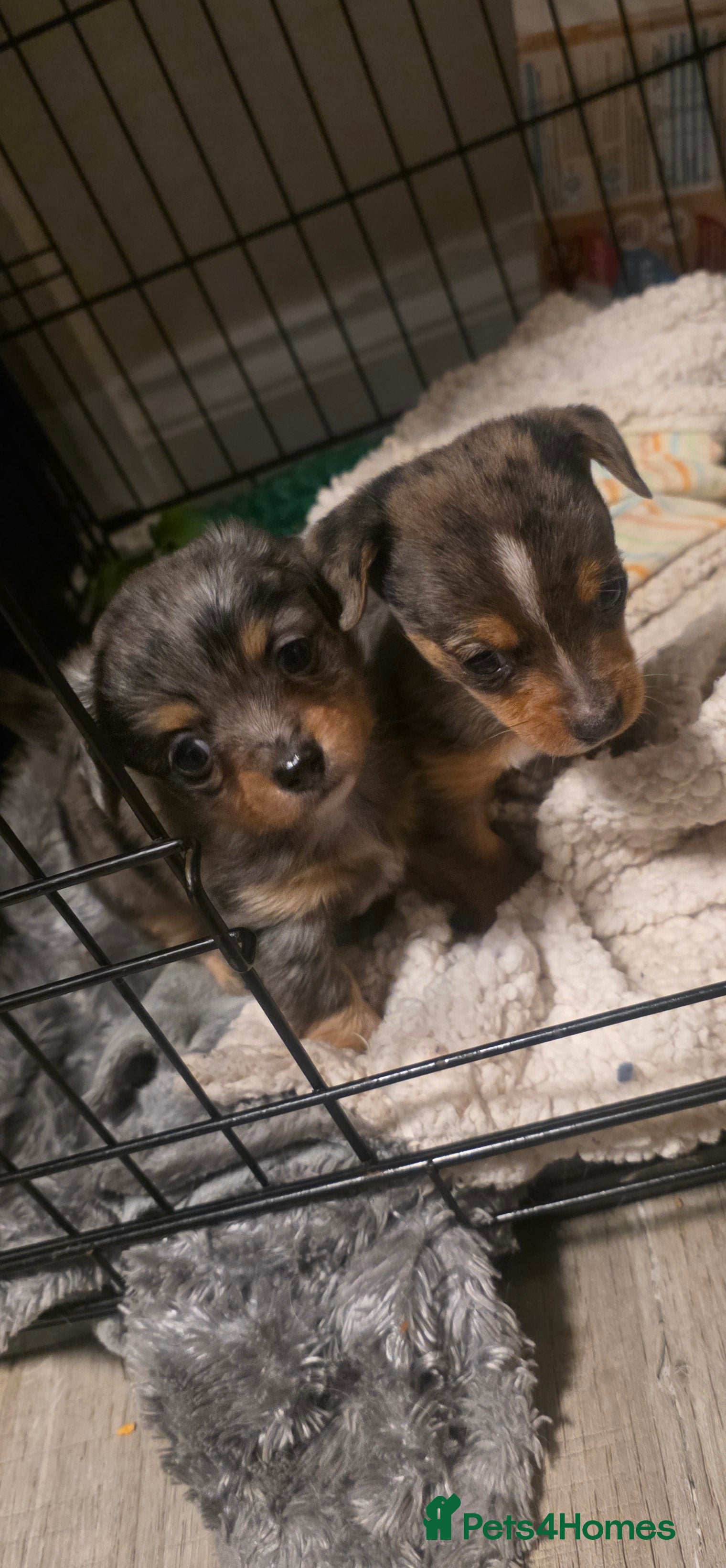 Chiweenie dogs Grey dapple chiweenie - Advert 5