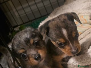 Chiweenie dogs Grey dapple chiweenie - Advert 18