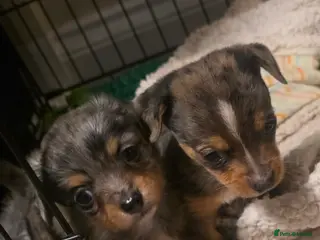 Chiweenie dogs Grey dapple chiweenie - Advert 12