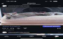 British Shorthair cats for sale: 🐾✨ Beautiful British Shorthair Cat Available ✨🐾 - Image 5