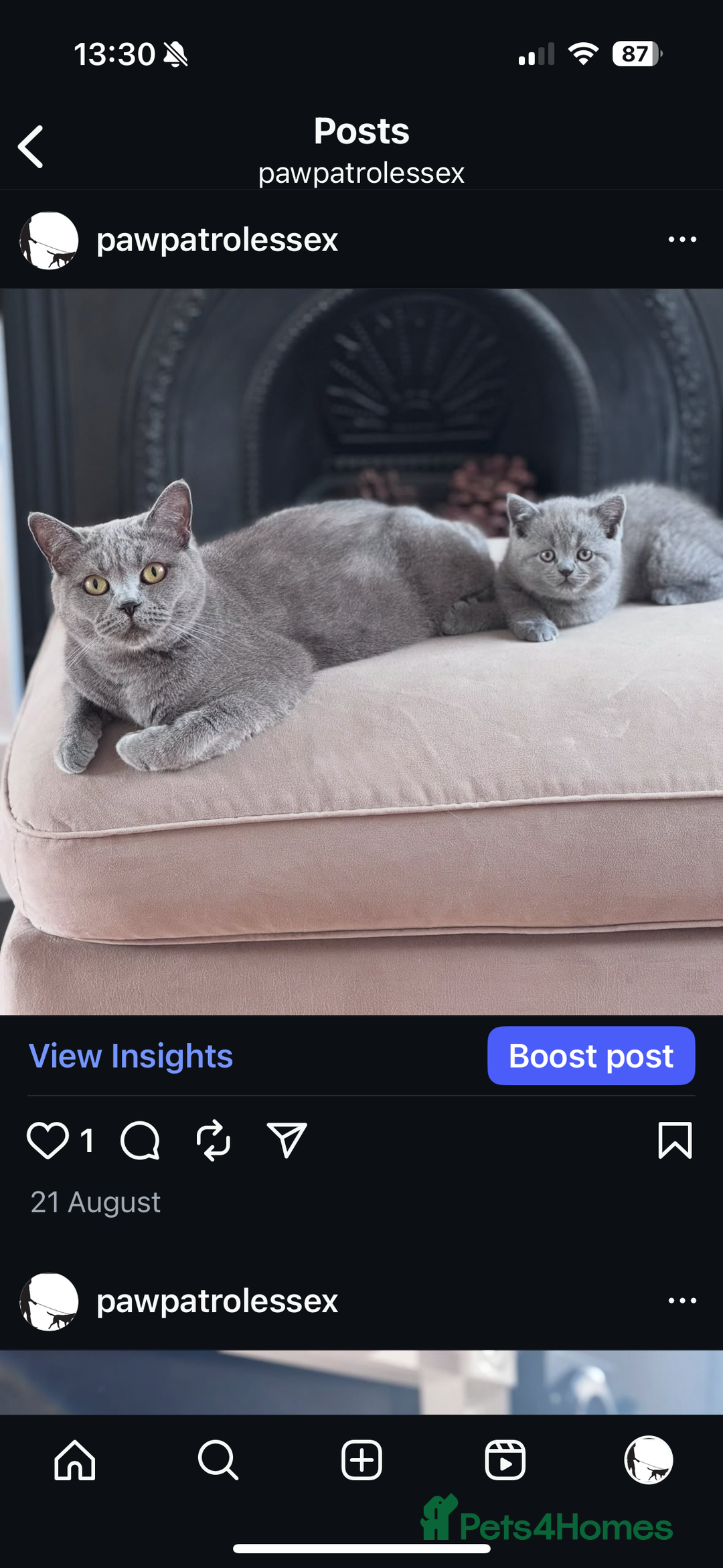 British Shorthair cats for sale: 🐾✨ Beautiful British Shorthair Cat Available ✨🐾 - Image 5