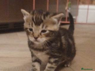 Bengal cats Gorgeous litter of half bengal babies - Advert 1