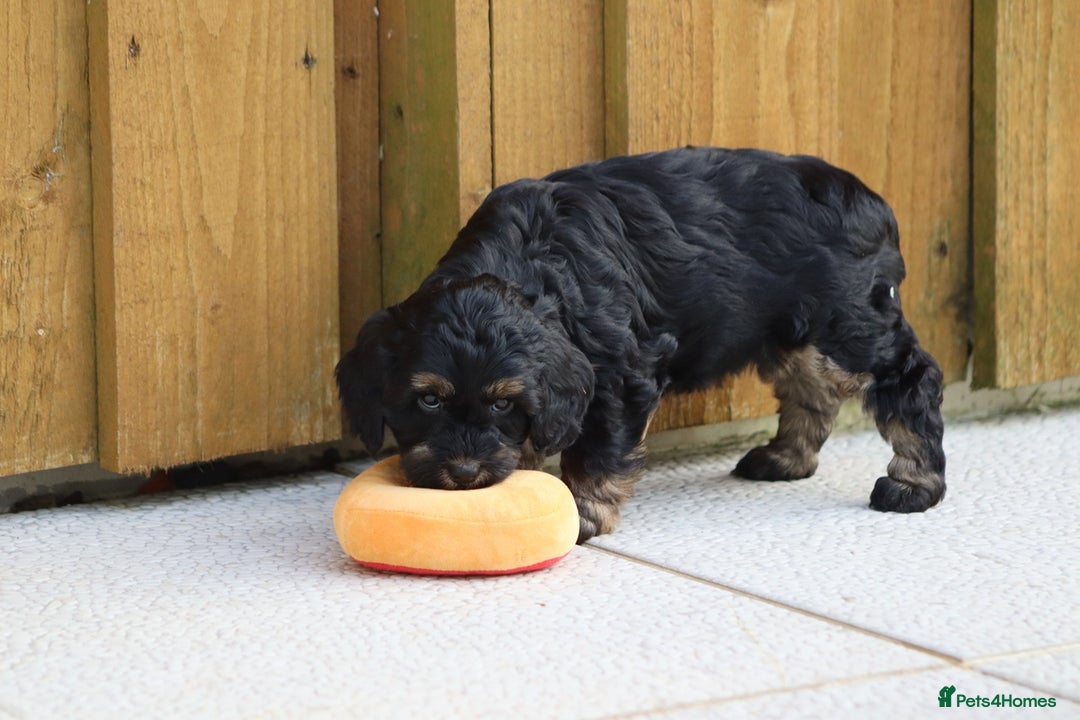 Cockapoo dogs for sale: Cockapoo puppies for sale!  - Advert 29