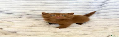 SOLID CINNAMON BOY