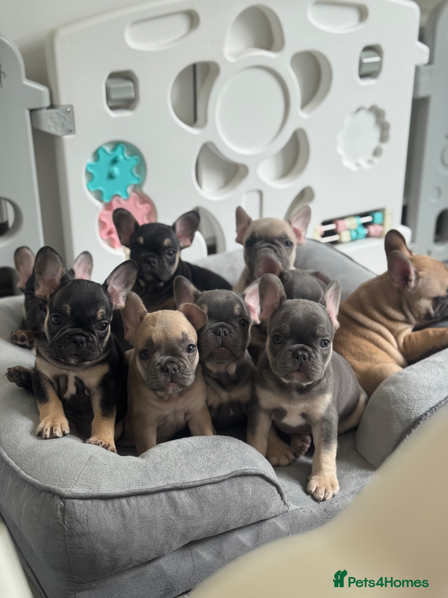 French Bulldog dogs KC French Bulldog Puppies Lilac, Black Tan, Fawn - Advert 1