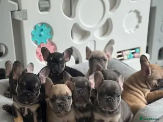 French Bulldog dogs KC French Bulldog Puppies Lilac, Black Tan, Fawn - Advert 1