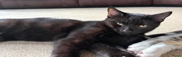 Domestic Shorthair cats for sale: 3 male kittens for sale - Advert 7