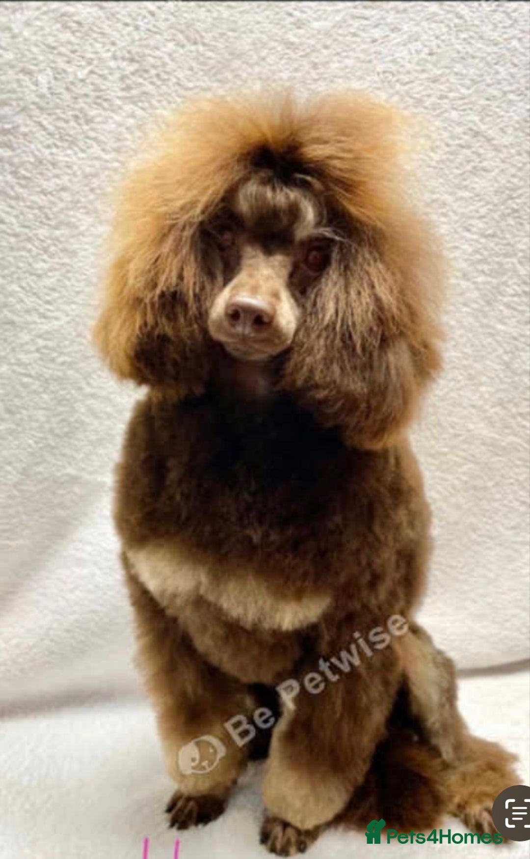 Toy Poodle dogs for sale: KC TOY POODLE CHOCOLATE/TAN - Advert 6