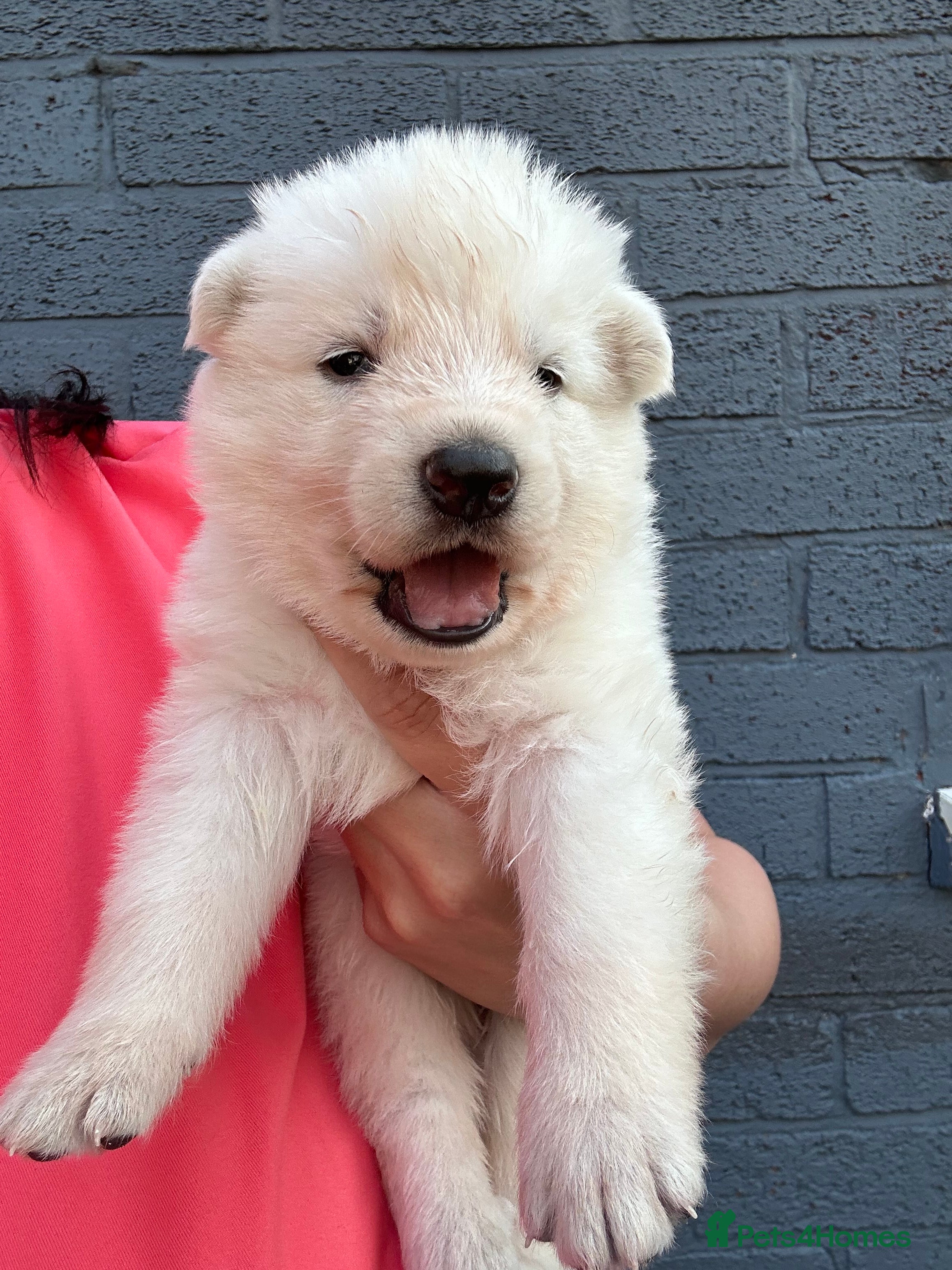 White Swiss Shepherd dogs 🏆KC White Swiss Shepherd pups Champion Bloodline - Advert 2