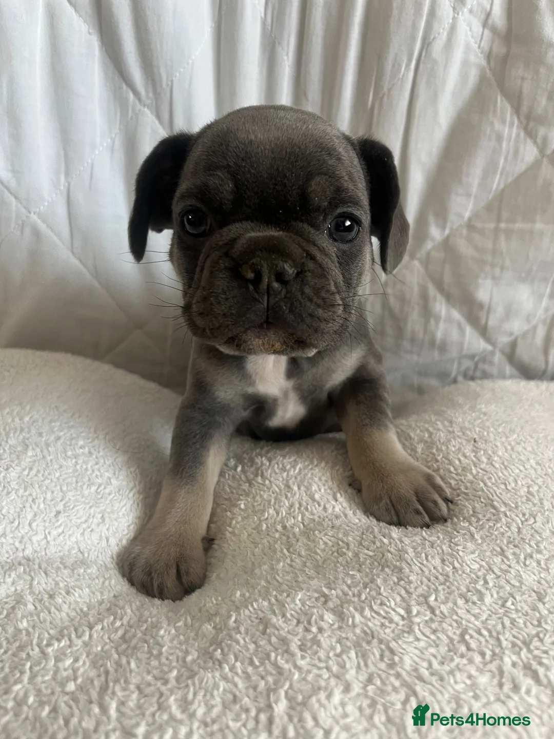 French Bulldog dogs for sale: Female french bulldog puppies  - Advert 7