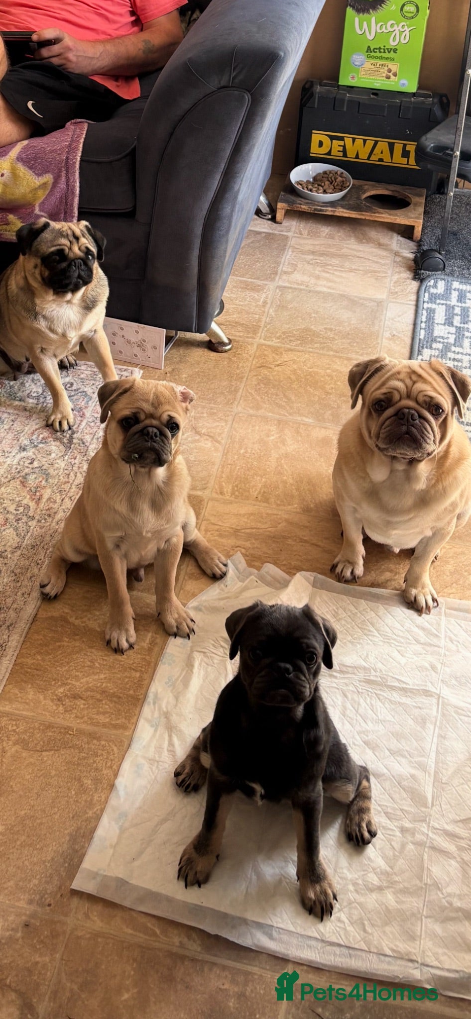 Pug dogs Pug boy  - Advert 4