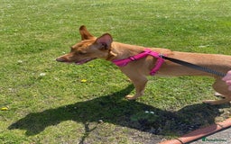 Labrador Retriever dogs for sale: skye x - Image 2