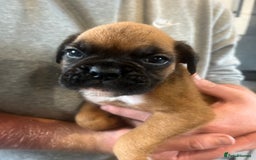 Boxer dogs for sale: Gorgeous litter of tailed and bob tailed boxers  - Image 4