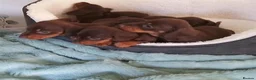Miniature Dachshund dogs for sale: Miniature Dachshund puppies  in Trimdon Station - Advert 4