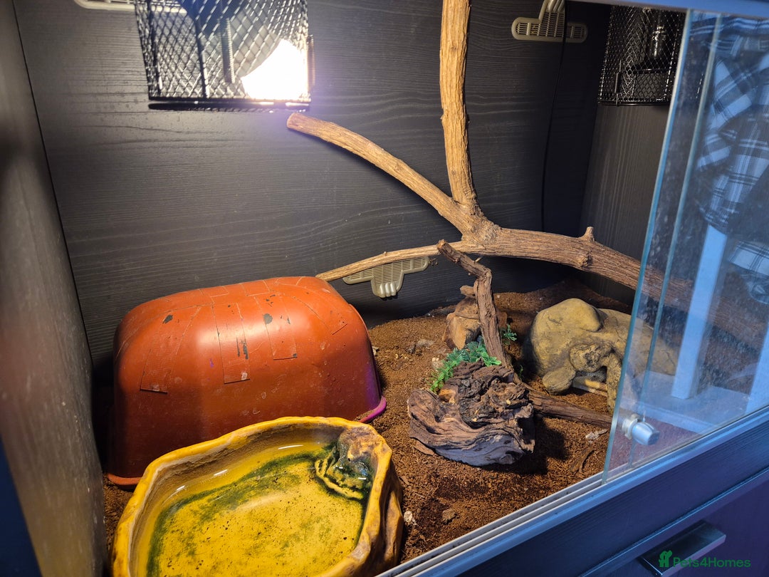 Snake reptiles for sale:  very tame banana pastel ball python and enclosure - Image 4