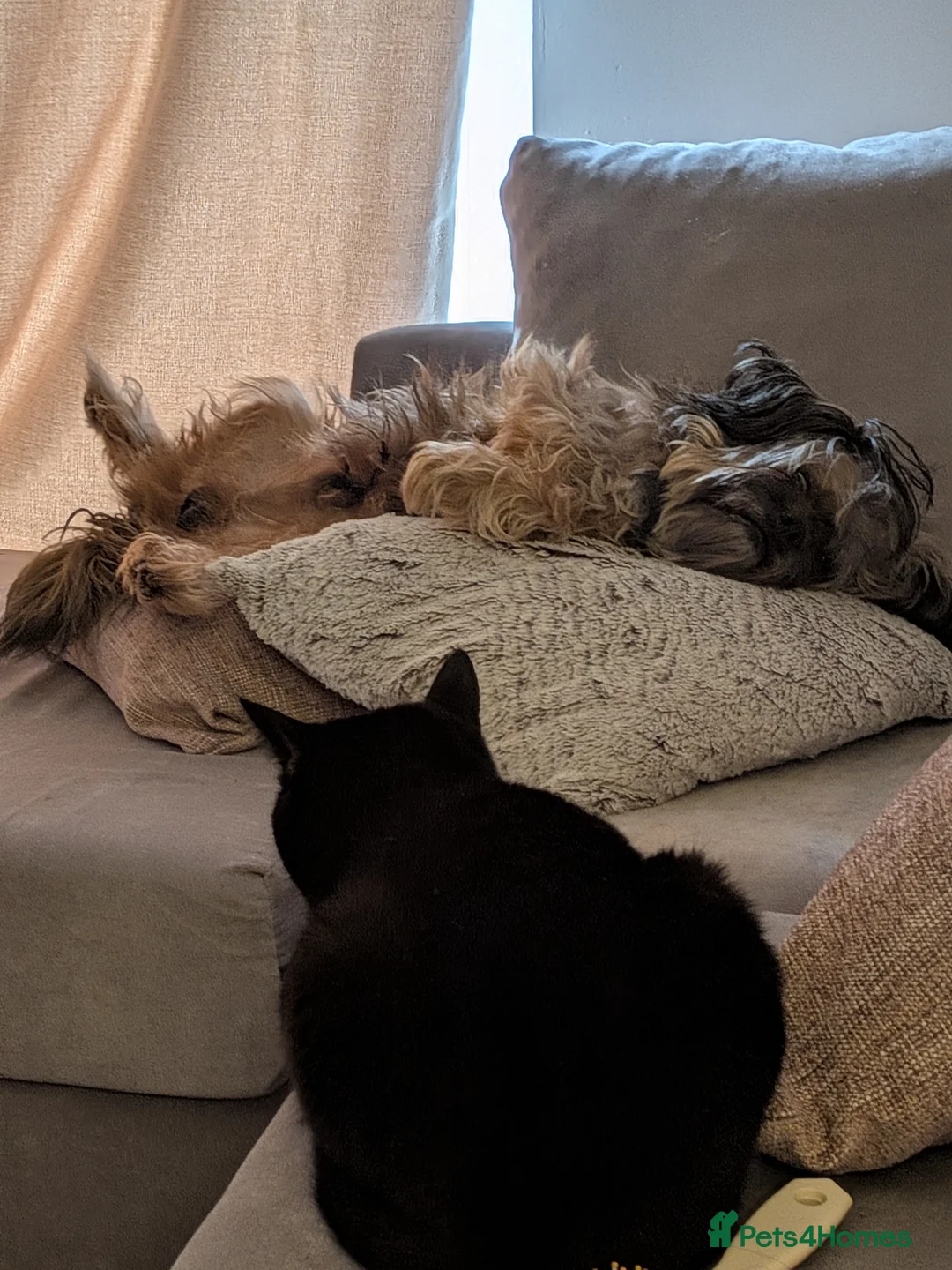 Shorkie dogs for sale: Walter in Chelmsford - Advert 5