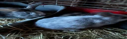 Mini Lop rabbits for sale: Mini lop bunnies for sale  - Advert 6