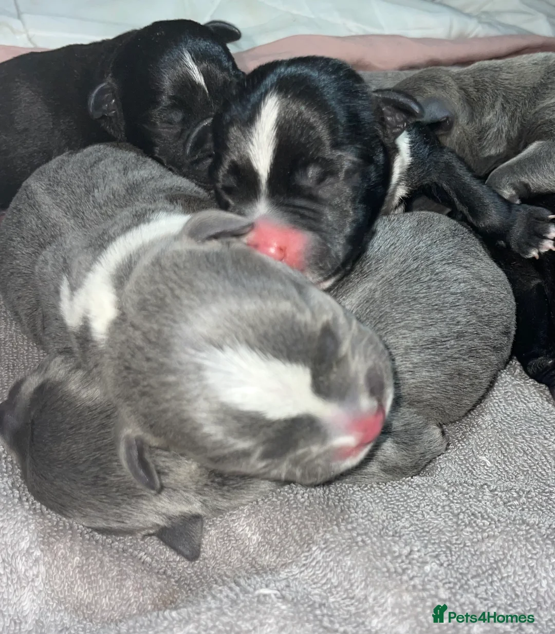 Staffordshire Bull Terrier dogs for sale: 6 stunning KC registered Staffy puppy’s  - Advert 1