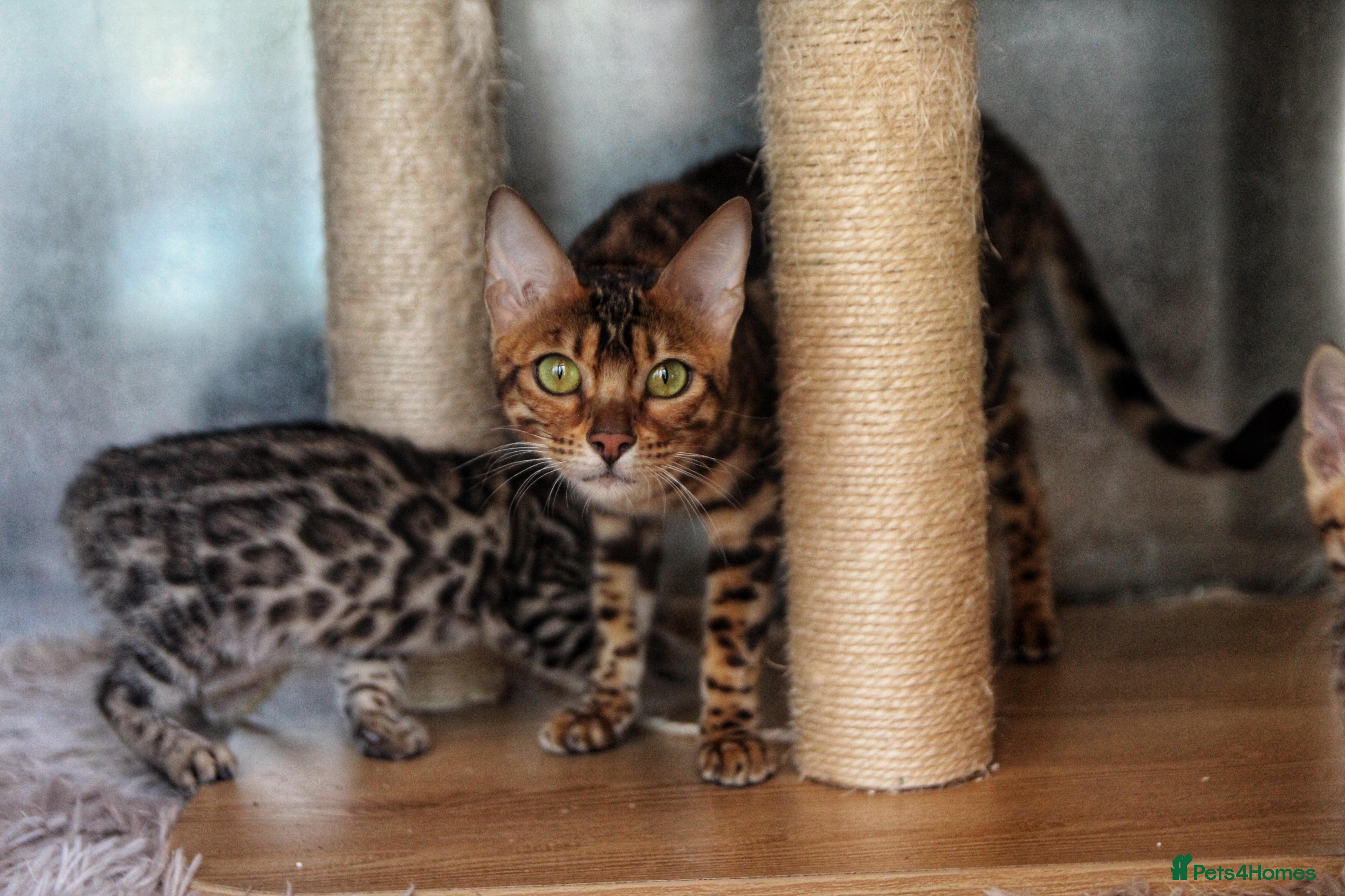 Bengal cats 🤎 STUNNING TICA ACTIVE FEMALE 🤎  - Advert 2
