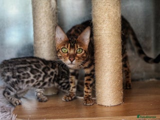 Bengal cats 🤎 STUNNING TICA ACTIVE FEMALE 🤎 - Advert 3
