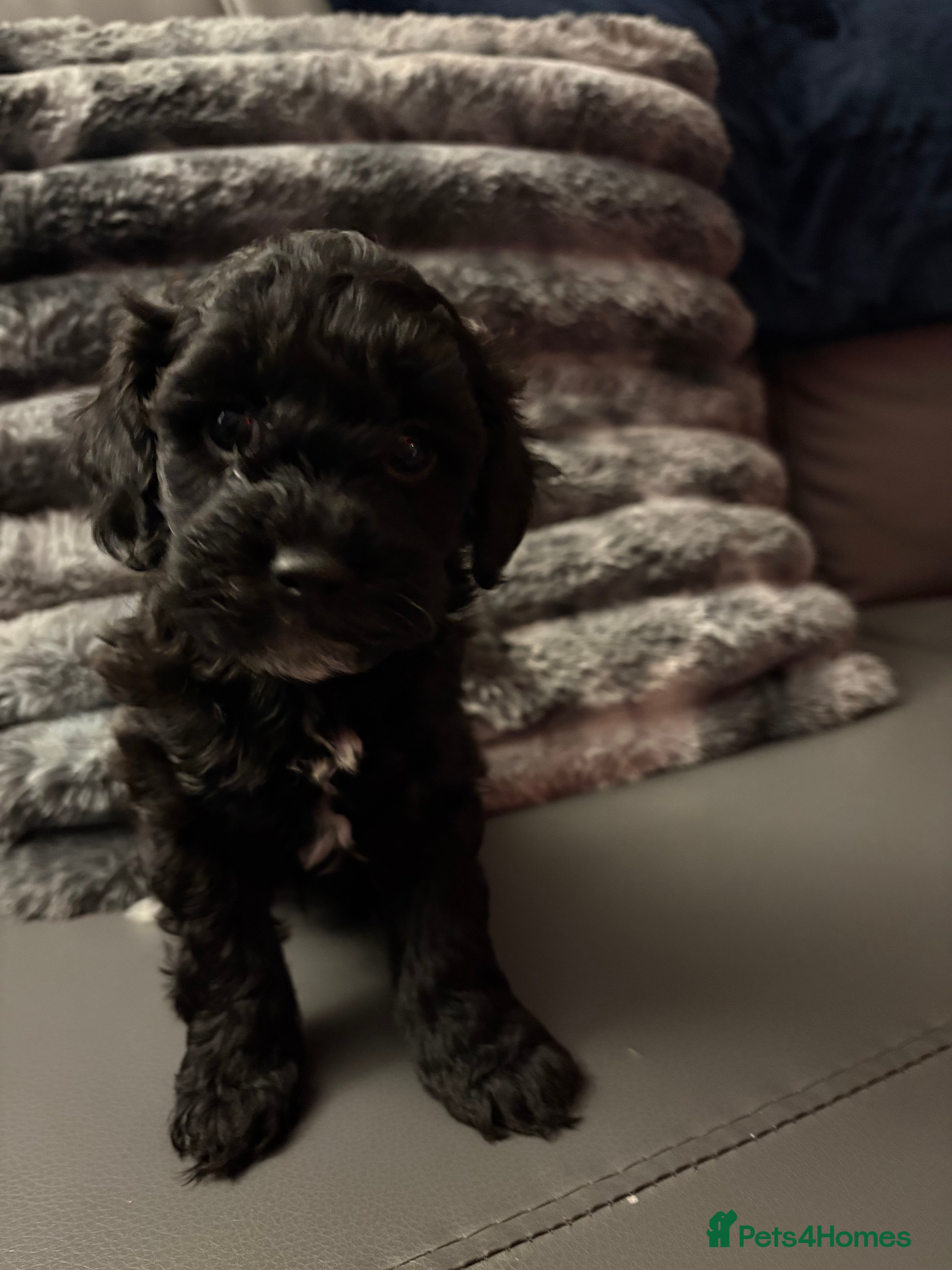 Shihpoo dogs ✨ Only 1 Gorgeous Brown Shihpoo Puppy Left  ✨ - Advert 10