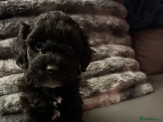 Shihpoo dogs ✨ Only 1 Gorgeous Brown Shihpoo Puppy Left ✨ - Advert 2