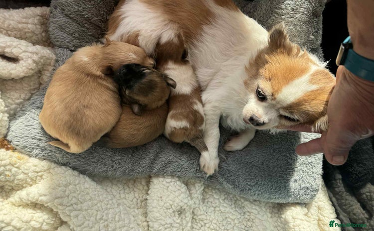 Chihuahua dogs - Advert 5