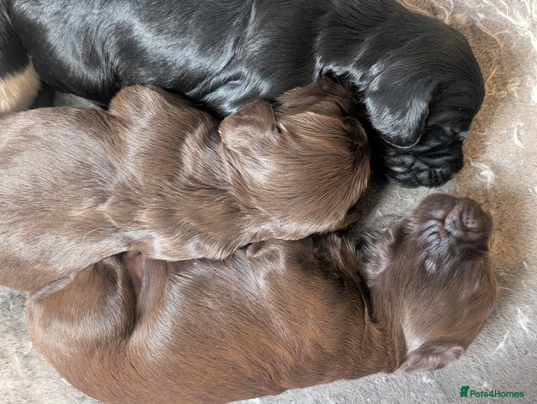 Cockapoo dogs for sale: Reserved - Beautiful Chocolate Cockapoo Pup - Advert 10