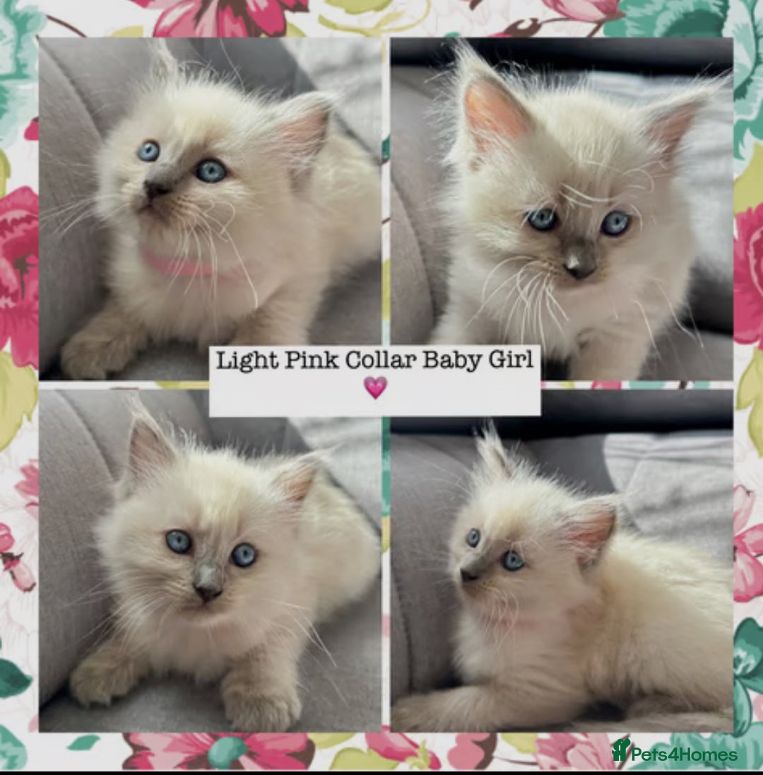 Mixed Breed cats for sale:  Fluffy Ragdoll x British Shorthair Kittens - Image 4