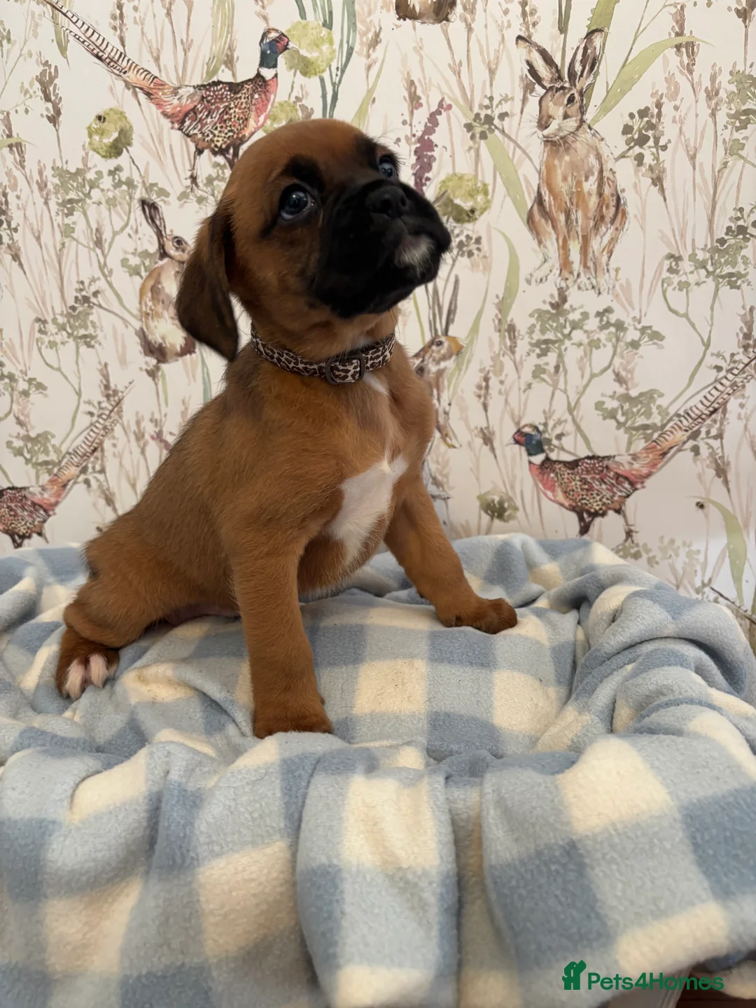 Boxer dogs for sale: Beautiful boxer puppies for sale  - Advert 15
