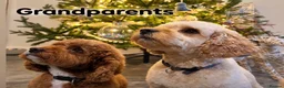 Cavapoo dogs for sale: F2B Cavapoos- Rare Chocolates & liver Noses ❤️🐾 - Advert 12