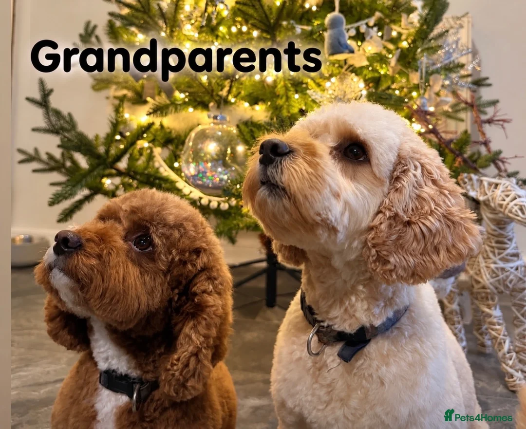 Cavapoo dogs for sale: F2B Cavapoos- Rare Chocolates & liver Noses ❤️🐾 - Advert 12