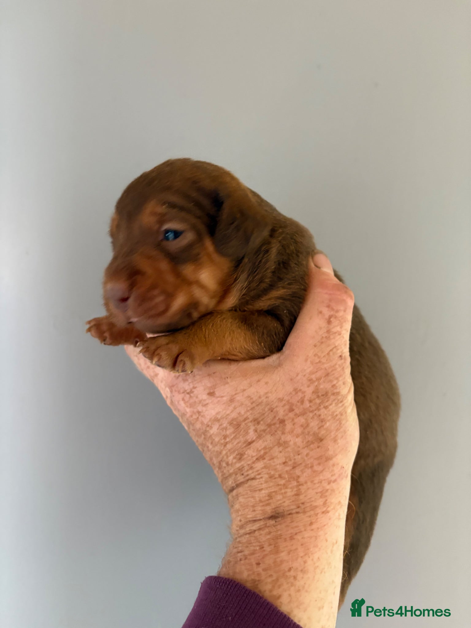 Patterdale Terrier dogs Ready 05/06/26 - Advert 2