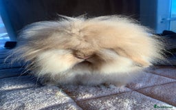 Mini Lion Lop rabbits for sale: Double mane lionlops ready now - Image 16