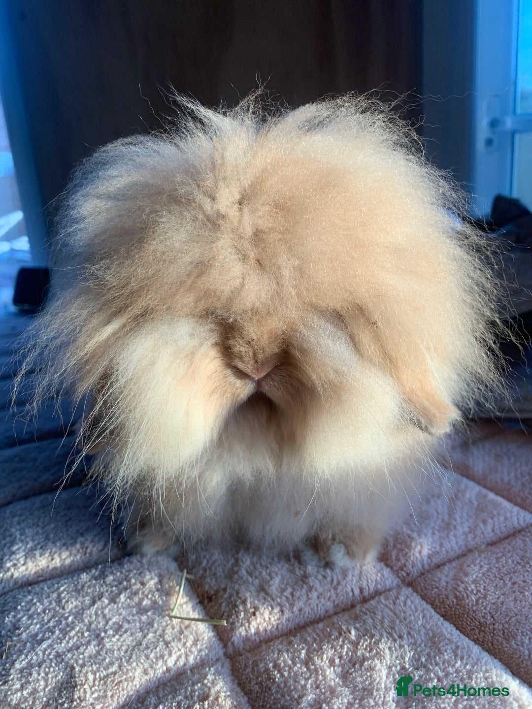 Mini Lion Lop rabbits for sale: Double mane lionlops ready now - Image 16