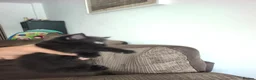 Domestic Shorthair cats for sale: Gorgeous Black Kitten – Friendly & Playful in Manchester - Advert 2