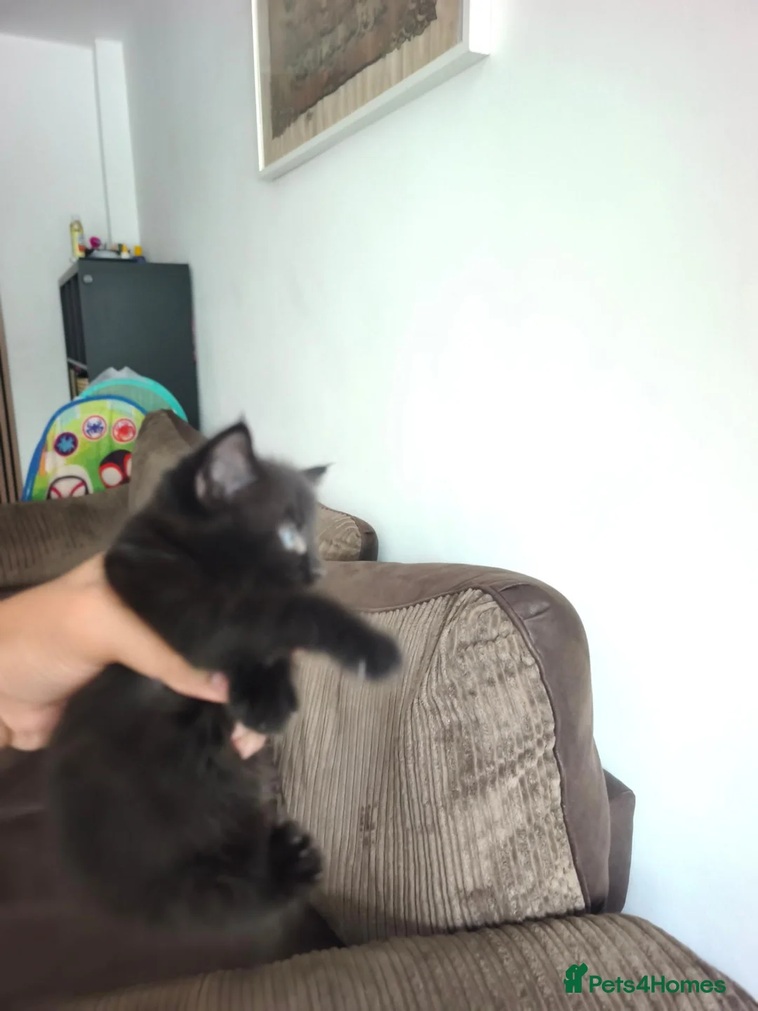 Domestic Shorthair cats for sale: Gorgeous Black Kitten – Friendly & Playful in Manchester - Advert 2