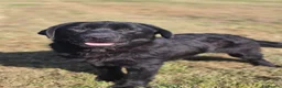 Labrador Retriever dogs for sale: 9 Month Old Loving Male Labrador - Advert 2