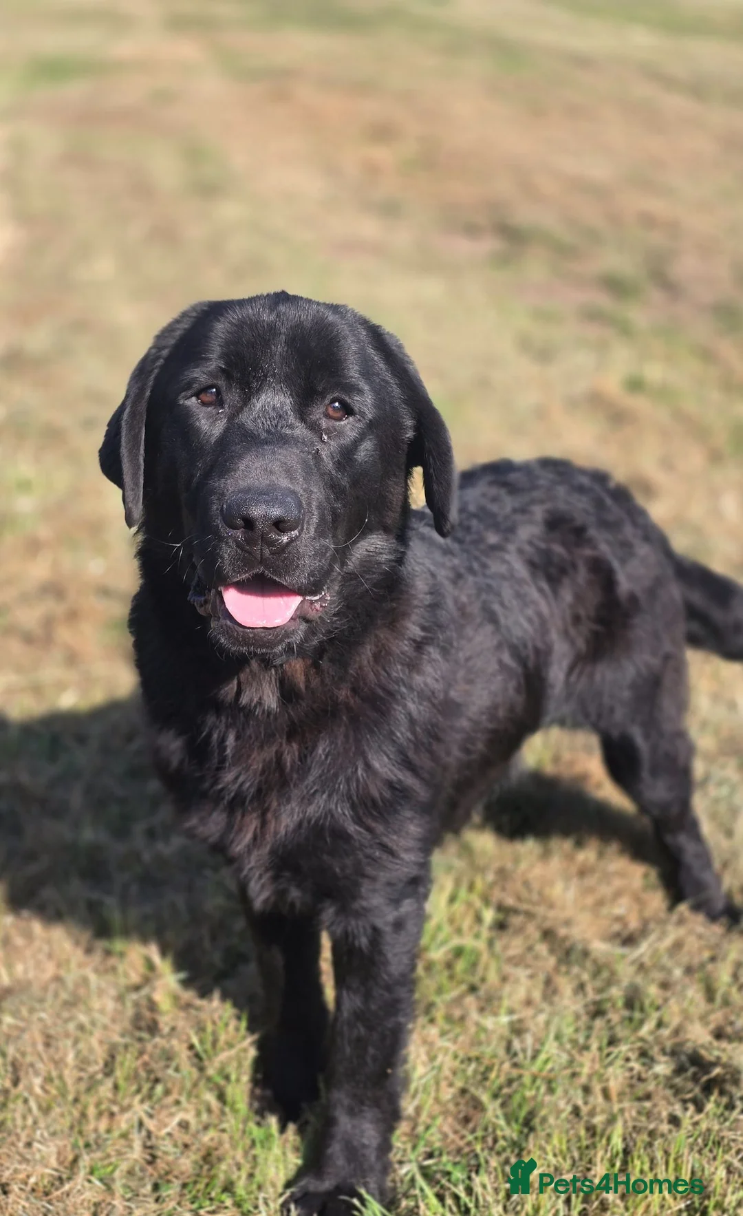 Labrador Retriever dogs for sale: 9 Month Old Loving Male Labrador - Advert 2