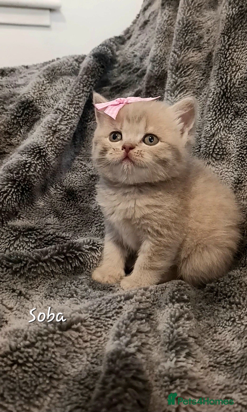 British Shorthair cats Rose gold British Shorthair  - Advert 6