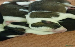 Border Collie dogs for sale: My babies  - Image 6
