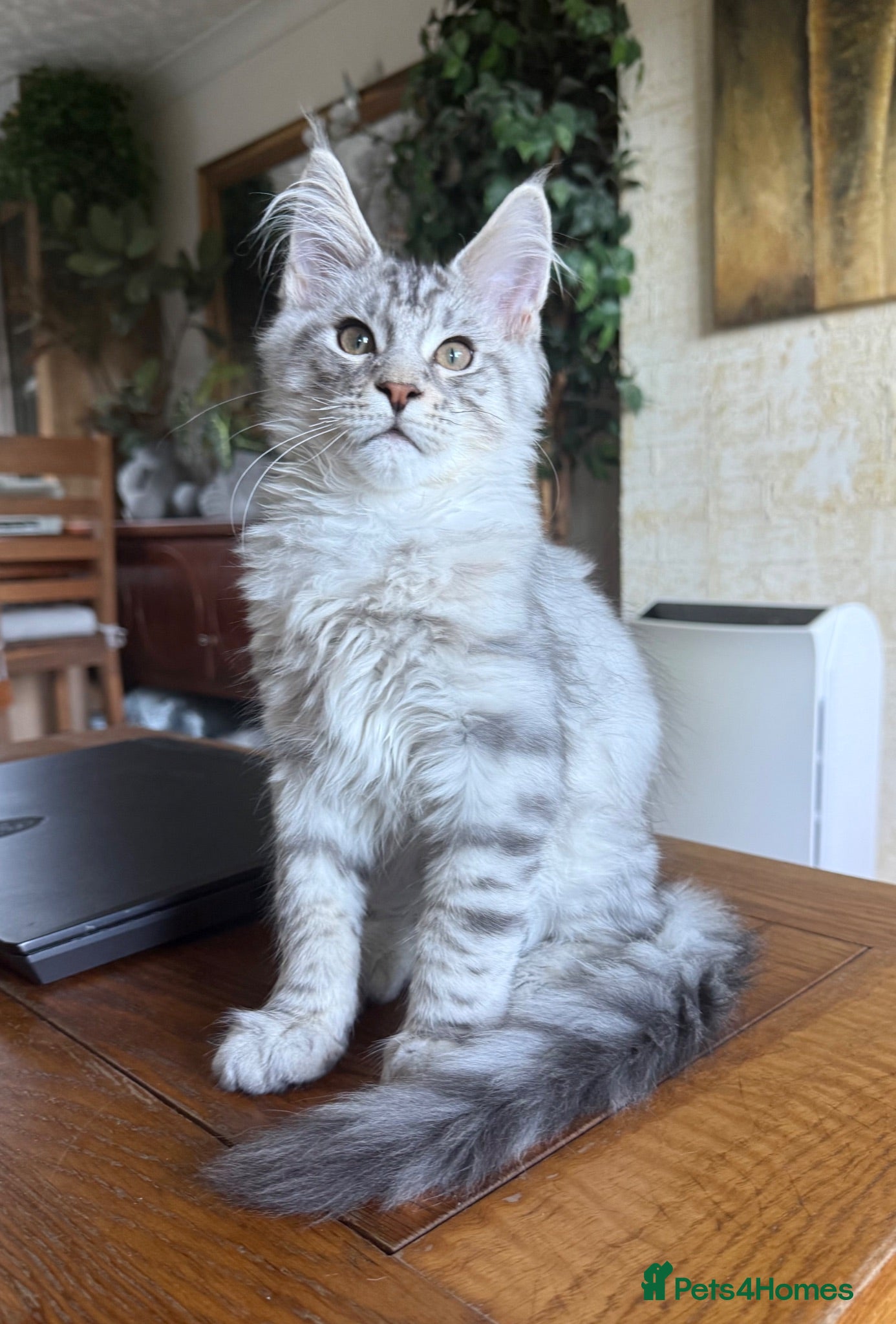 Maine Coon cats Mackerel tabby boys  - Advert 2