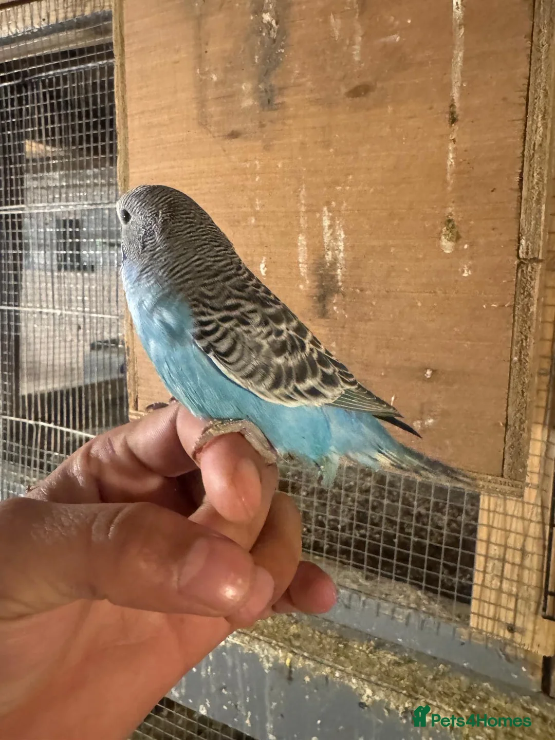 Budgerigars birds for sale: Baby budgies for sale £40 each collection mk404nn - Advert 1